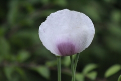 Papaver somniferum