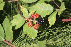 Rubus armeniacus
