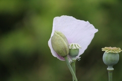 Papaver somniferum