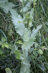 Papaver somniferum