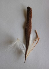 Genianthus laurifolius