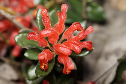 Grevillea depauperata R.Br.