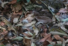 Genianthus laurifolius