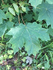 Acer platanoides