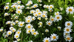 Leucanthemum vulgare