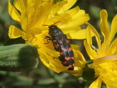Acmaeodera pulchra