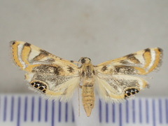 Margarosticha repetitalis