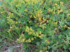 Alchemilla argutiserrata