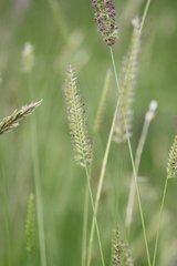 Cynosurus cristatus