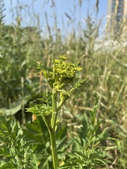 Pastinaca sativa