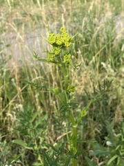 Pastinaca sativa