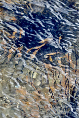 Ostorhinchus cyanosoma