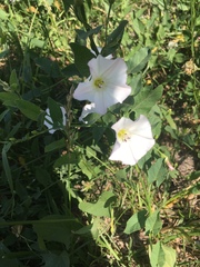 Convolvulus arvensis