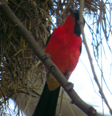 Laniarius erythrogaster