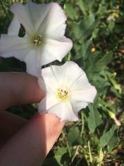 Convolvulus arvensis