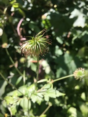 Geum urbanum