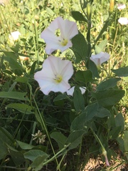 Convolvulus arvensis