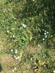 Convolvulus arvensis