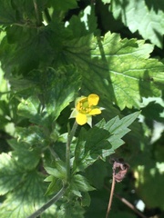 Geum urbanum