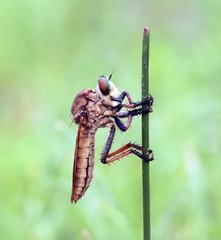 Cophinopoda chinensis