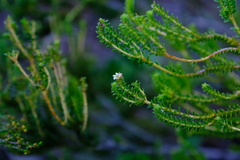 Diosma echinulata