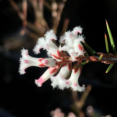 Acrothamnus melaleucoides