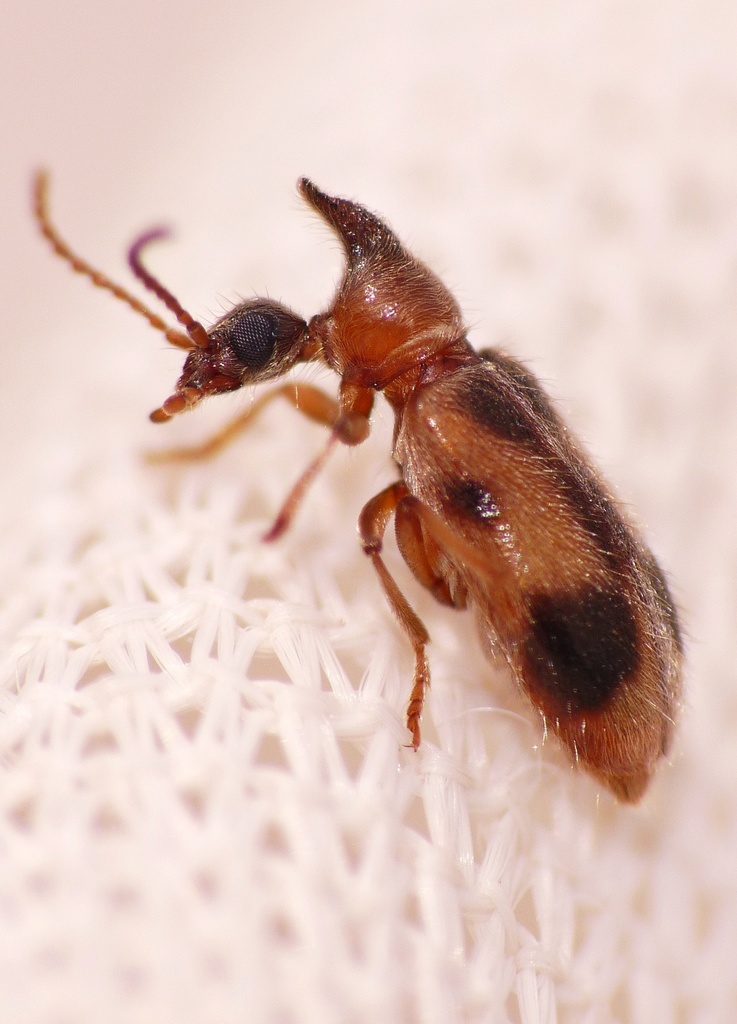 monoceros beetle, photo 1 of 10