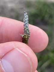 Alopecurus geniculatus