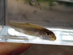 Notropis longirostris