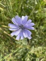 Cichorium intybus