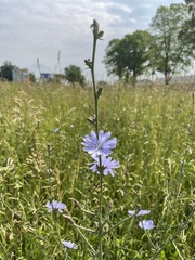 Cichorium intybus