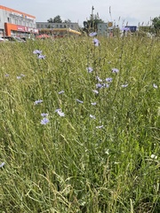 Cichorium intybus