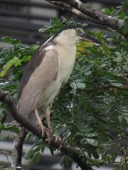 Nycticorax nycticorax