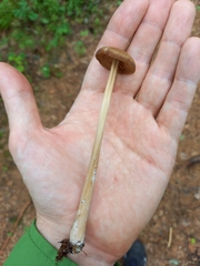 Entoloma cetratum