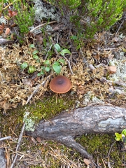 Gymnopilus picreus