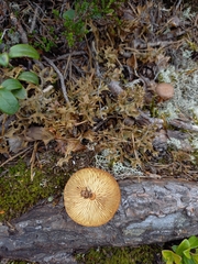 Gymnopilus picreus