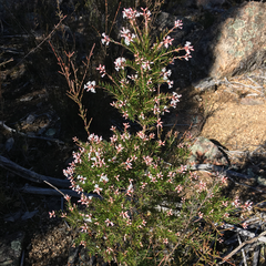 Acrothamnus melaleucoides