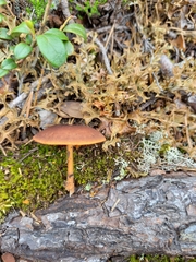 Gymnopilus picreus