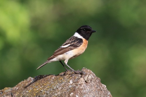 Tarabilla siberiana (Saxicola maurus)
