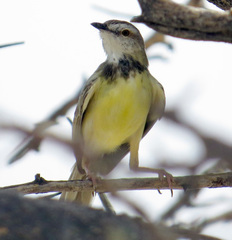 Prinia flavicans