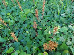 Orobanche hederae