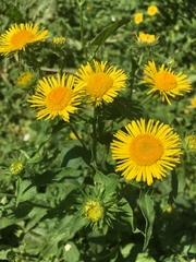 Pentanema britannica