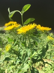 Pentanema britannica