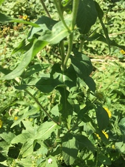 Pentanema britannica