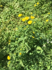 Pentanema britannica