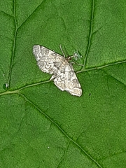 Anageshna