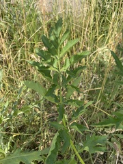 Pastinaca sativa