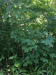 Acer platanoides