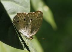 Junonia atlites