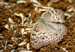 Junonia atlites